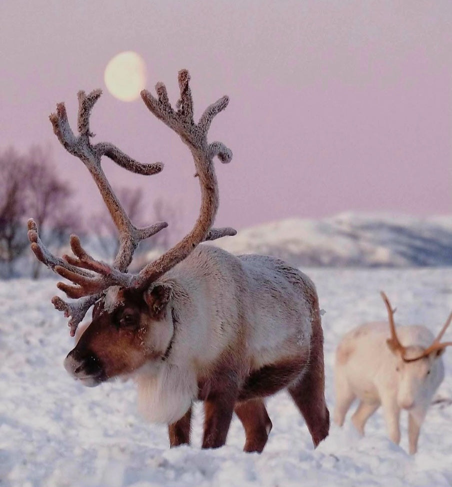 Северното сияние, Снежната Кралица и еленчето Рудолф