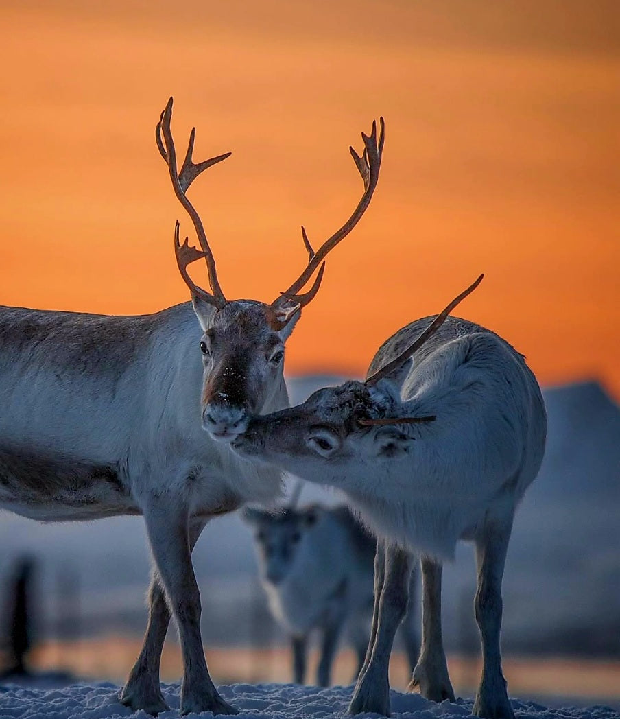 Северното сияние, Снежната Кралица и еленчето Рудолф