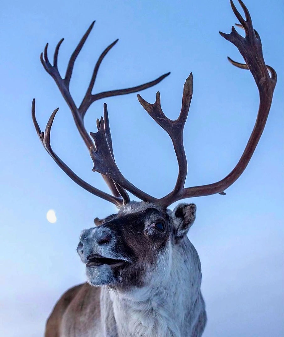 Северното сияние, Снежната Кралица и еленчето Рудолф с Лора Валери