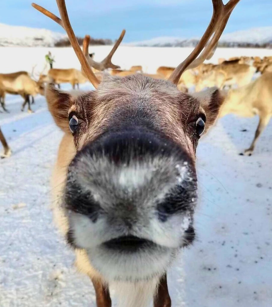 Северното сияние, Снежната Кралица и еленчето Рудолф