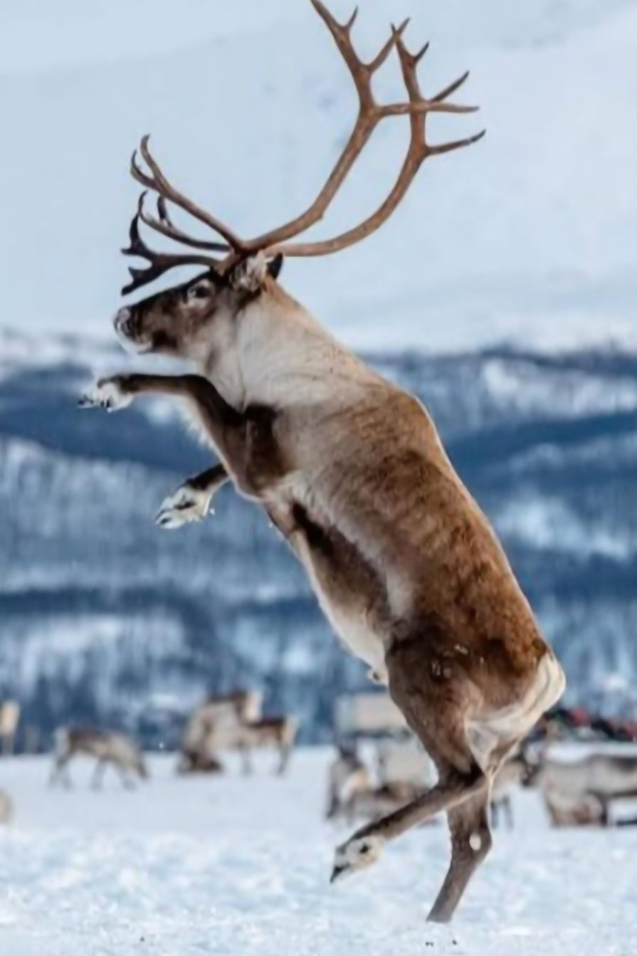 Северното сияние, Снежната Кралица и еленчето Рудолф