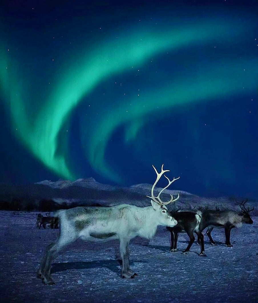Северното сияние, Снежната Кралица и еленчето Рудолф