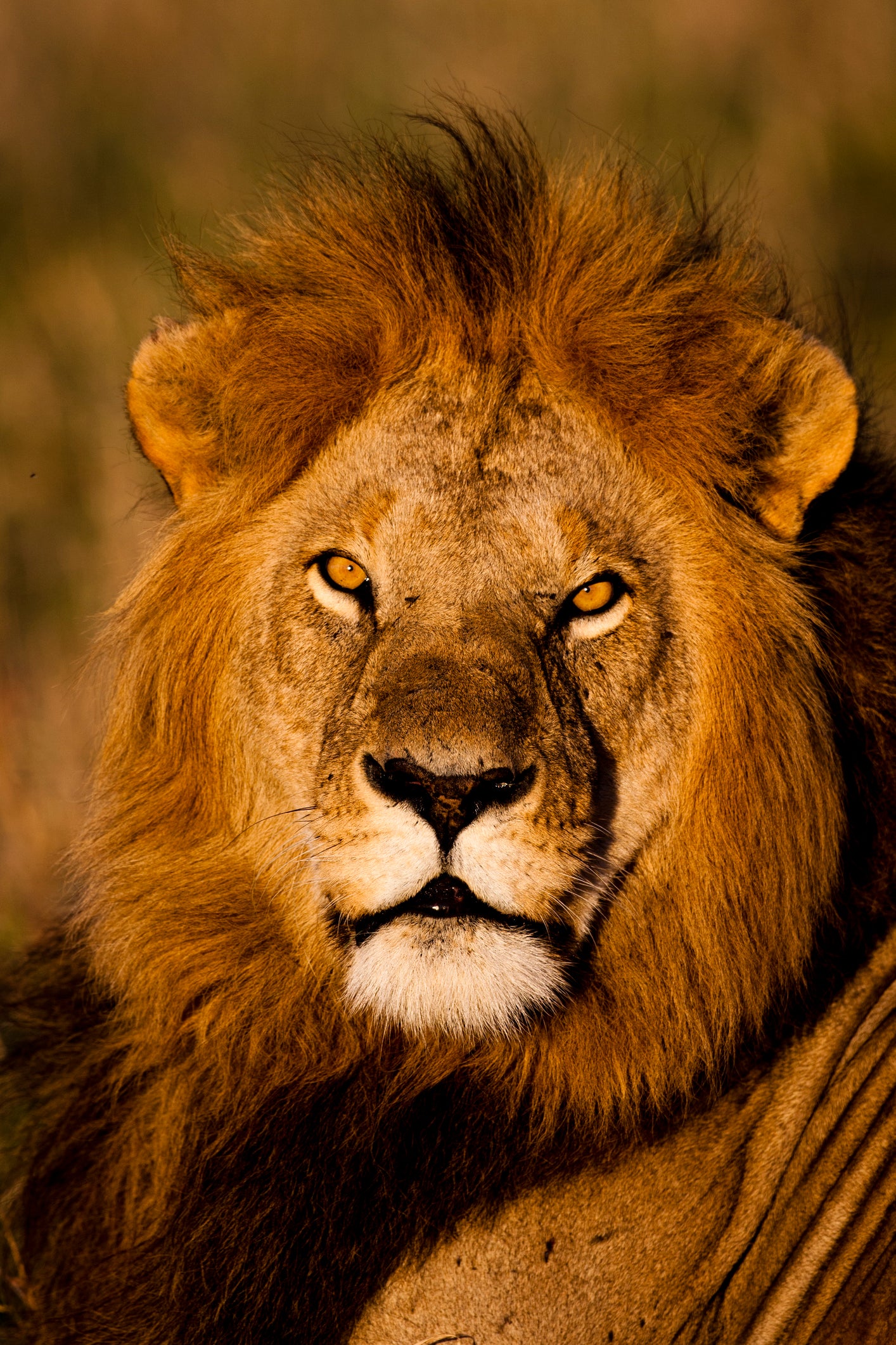 ЮАР - Предизвикателството на живота - магията на Боствана и величието на водопада Виктория с национален парк Крюгер