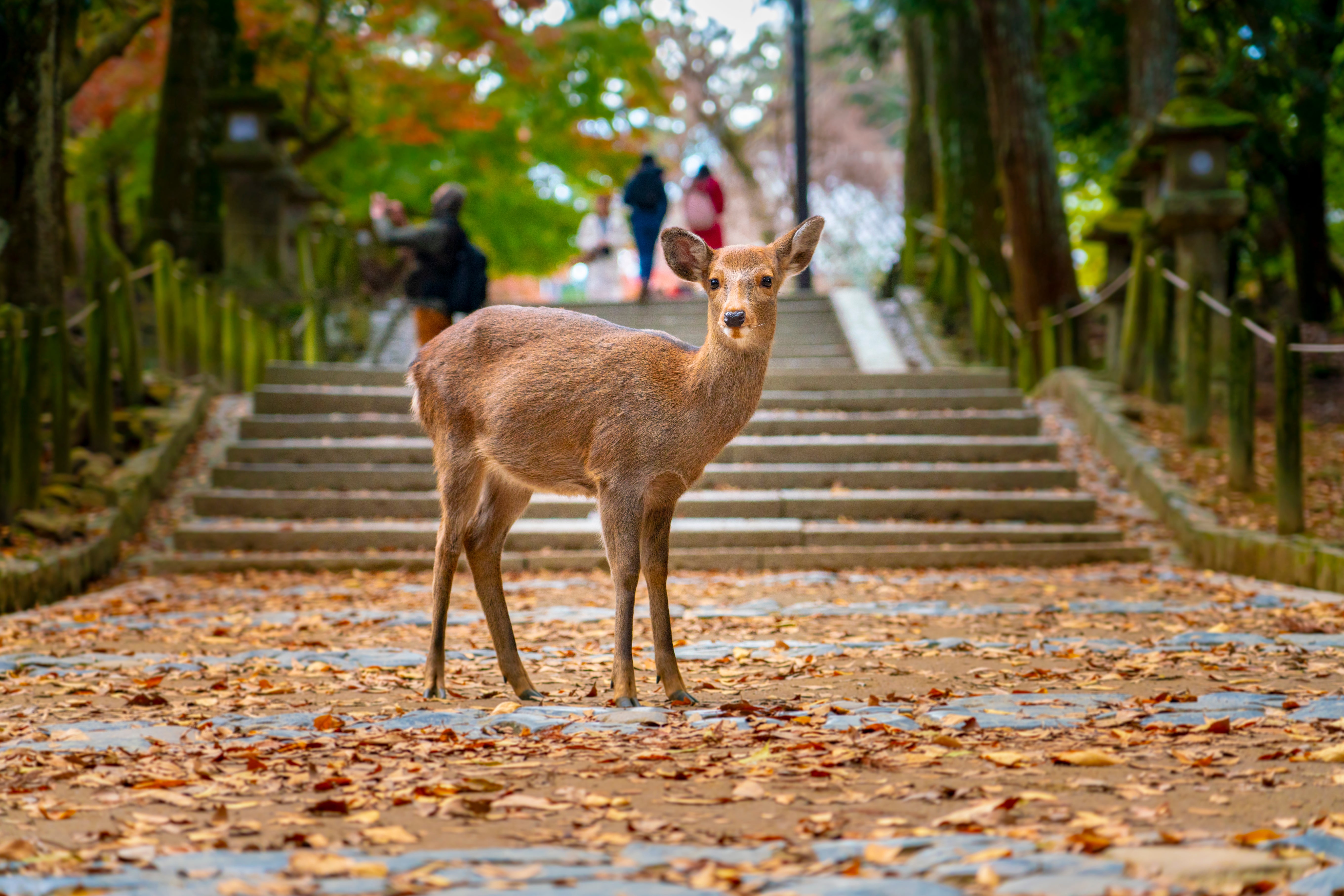 Свободна кошута в парк Нара