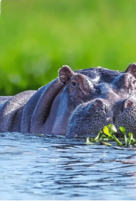 ЮАР с Делтата на Окаванго, водопада Виктория парка Крюгер и Дракенсберг до Нос Добра надежда