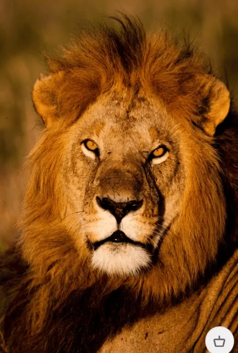 ЮАР - Предизвикателството на живота -  магията на Боствана и величието на водопада Виктория с национален парк Крюгер